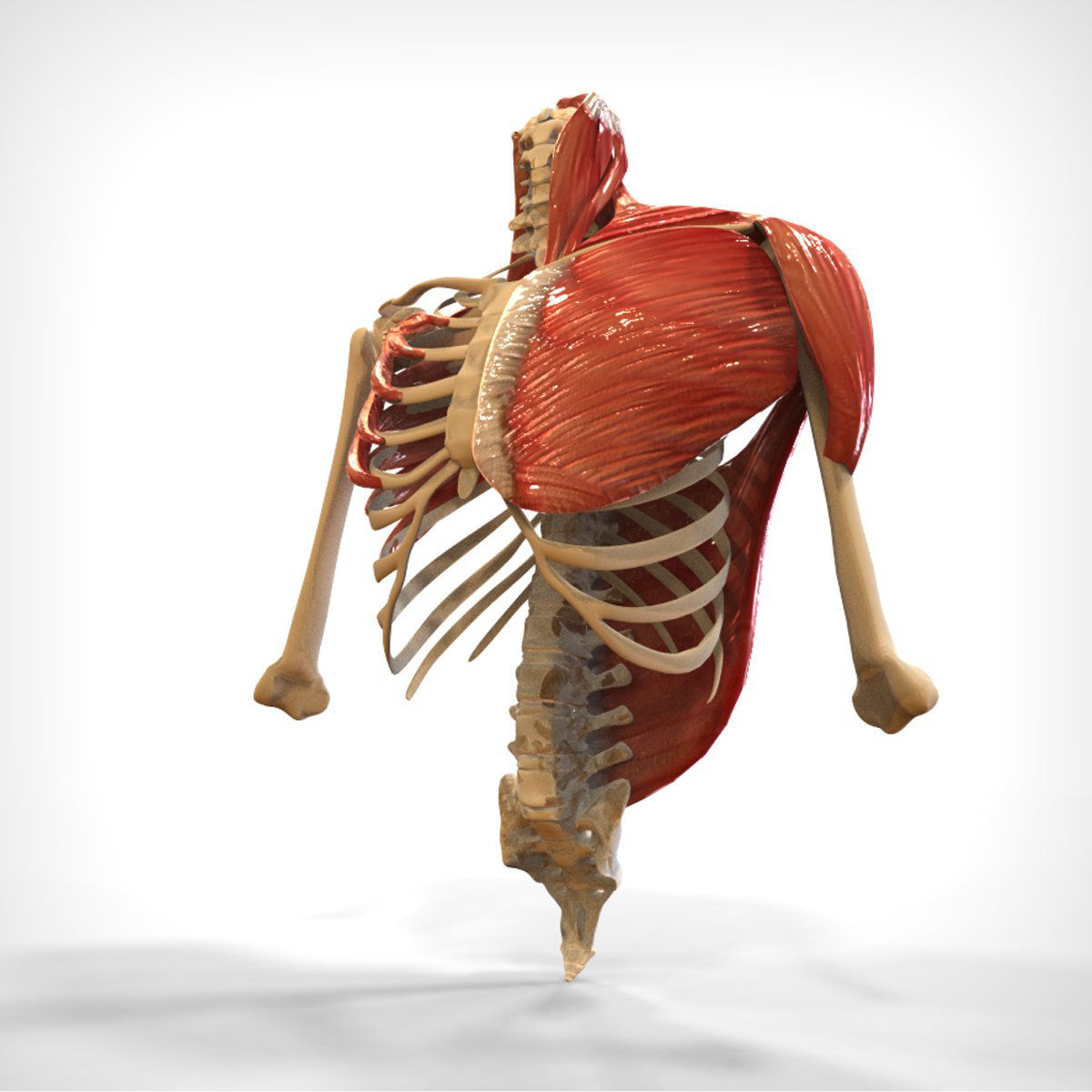 Bones and muscles. Скелет с мышцами. Скелет мускулатура. Мышцы и кости. 3д модель мышцы и скелет.